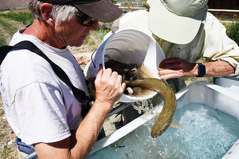 20-07-01 Trout Unlimited Fish Rescue 3 Roland.jpg